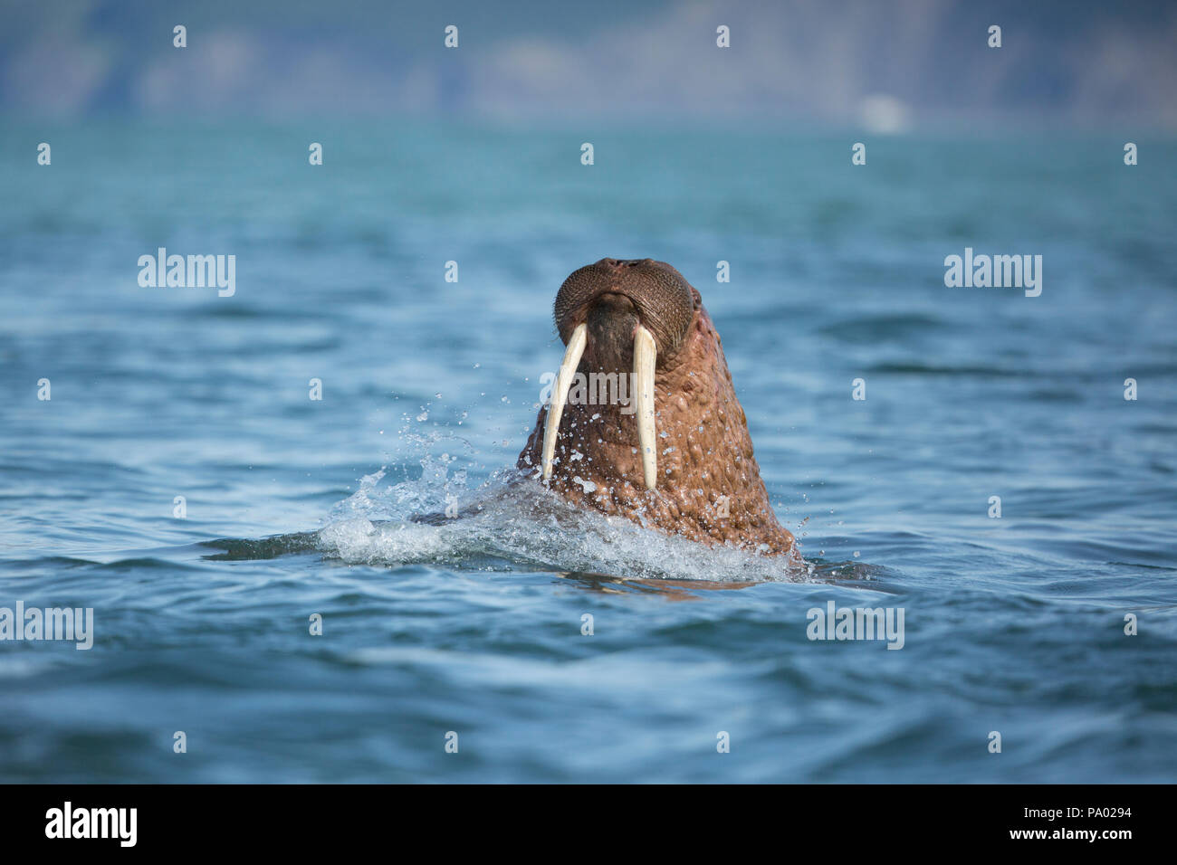 La morsa del Pacífico (Odobenus rosmarus divergens), Kamchatka, Rusia Foto de stock