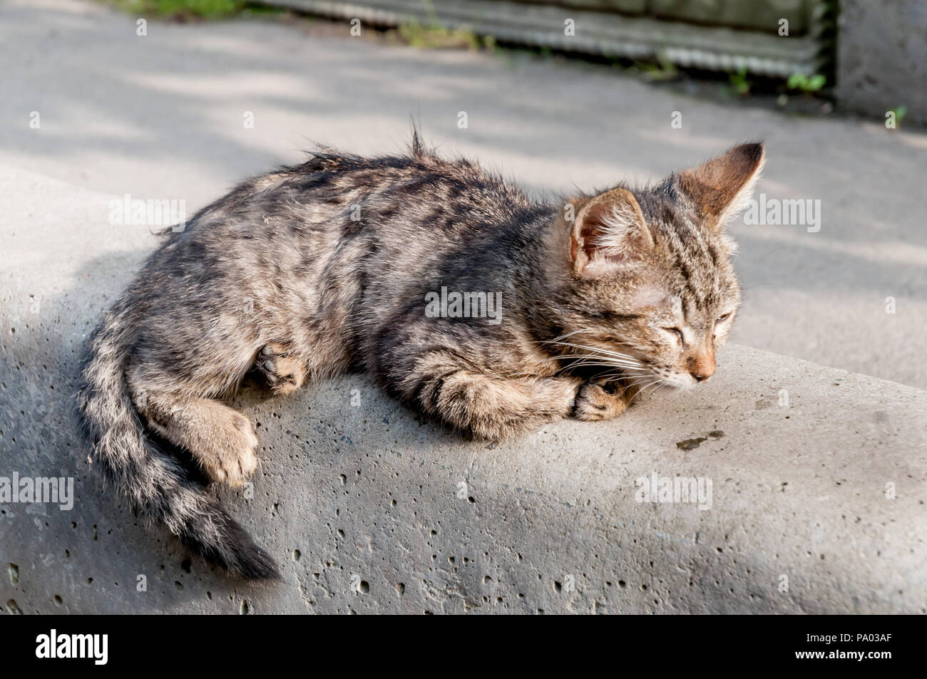 Sin hogar de la calle cat (gato). Animales en la ciudad. Gatos perdidos y sin  hogar Fotografía de stock - Alamy