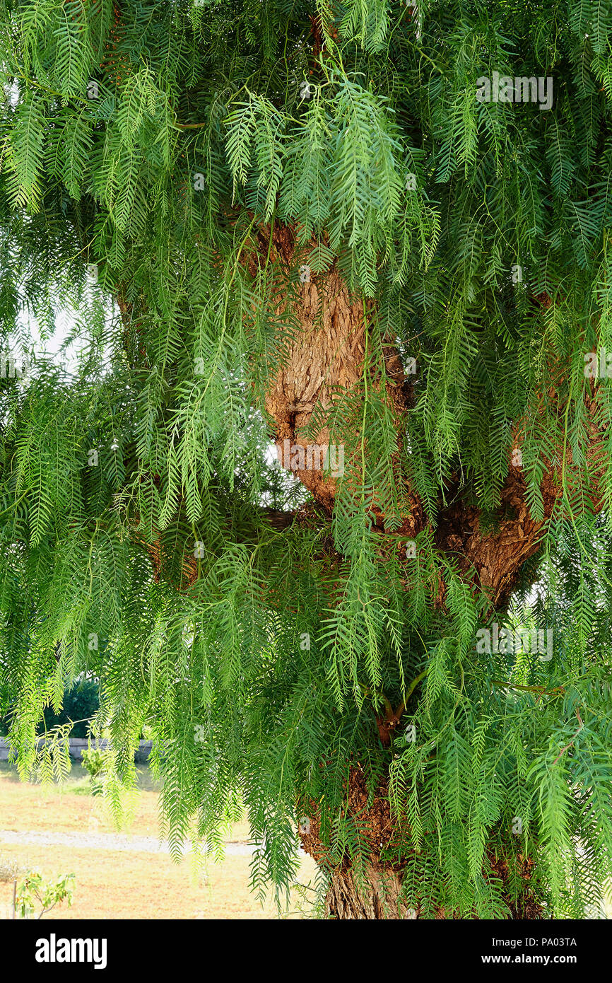 Detalle de tronco de madera de un árbol tropical del sur. Cara ent Foto de stock