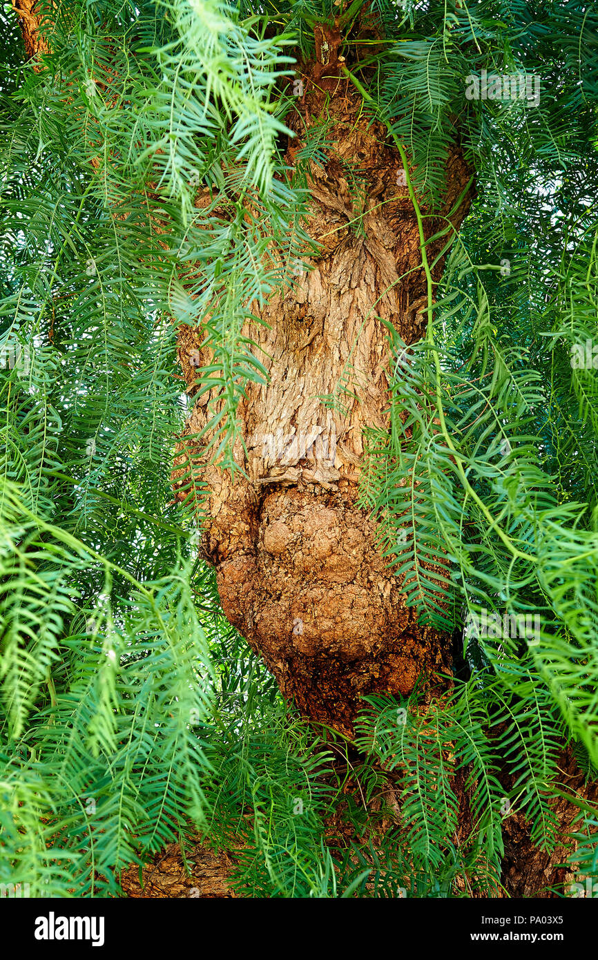 Detalle de tronco de madera de un árbol tropical del sur. Cara ent Foto de stock