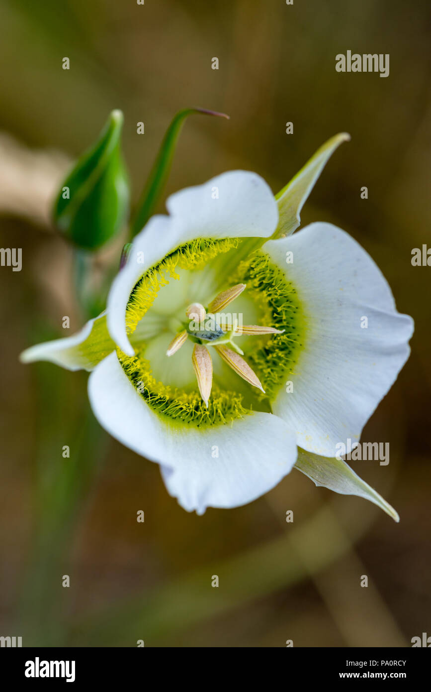 Blooming Lily salvaje Foto de stock