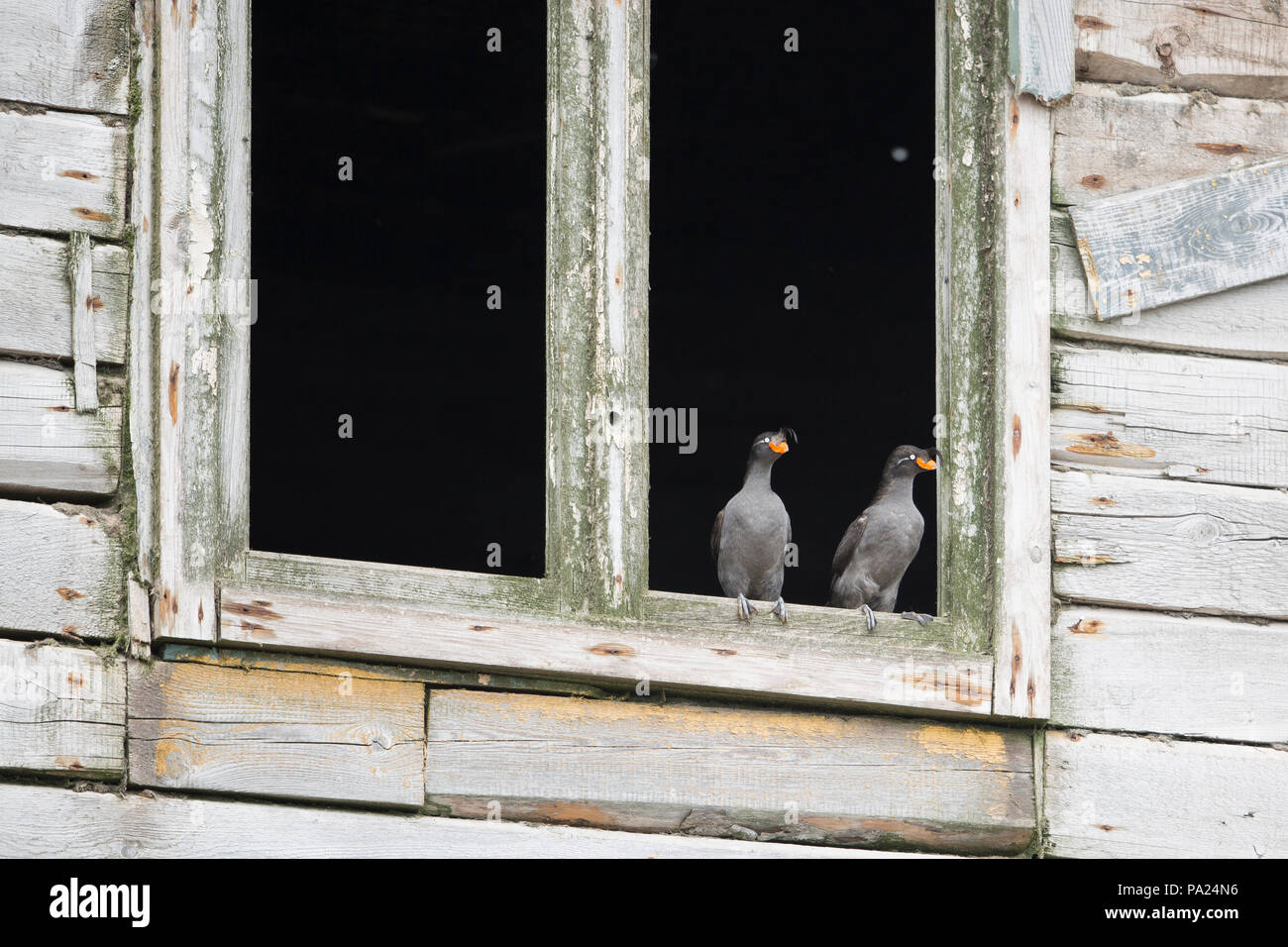 Crested Auklets en bastidor de la ventana del edificio de madera abandonadas Foto de stock