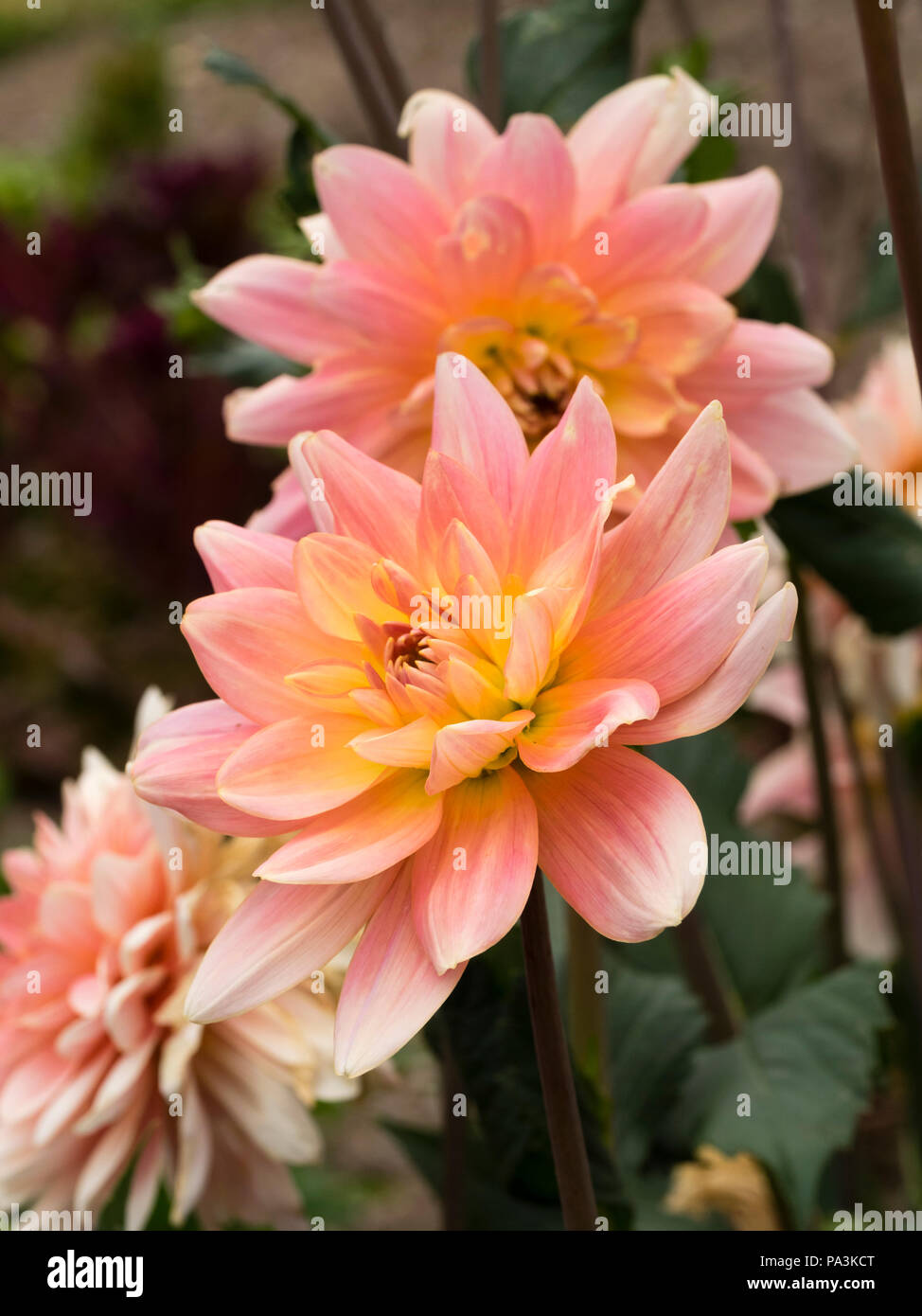 Rosa, el sombreado de color amarillo en el centro, las flores del tipo waterlily dahlia, Dalia 'Gerrie Hoek' Foto de stock