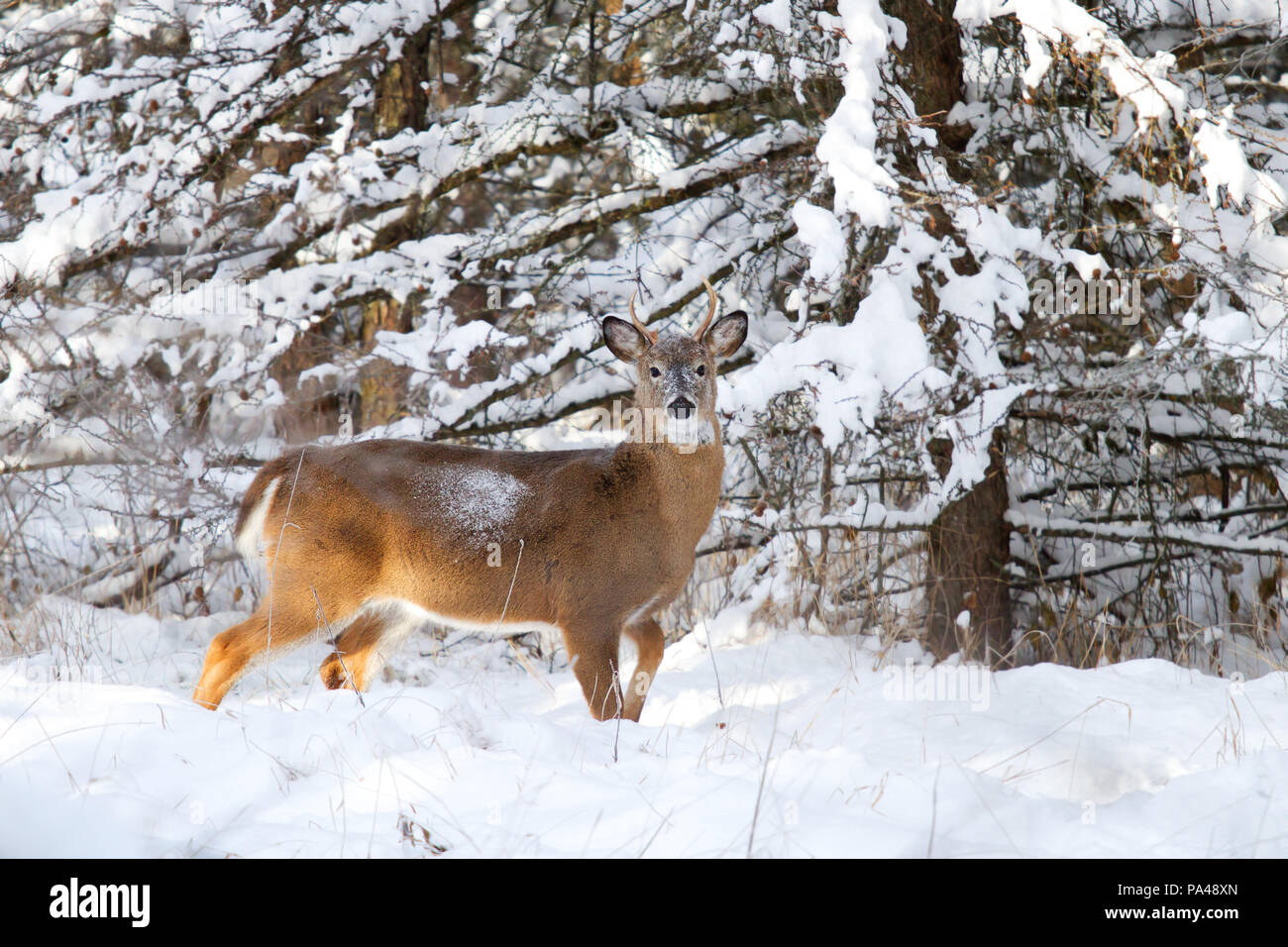El venado de cola blanca buck en la nieve del invierno en Canadá Foto de stock