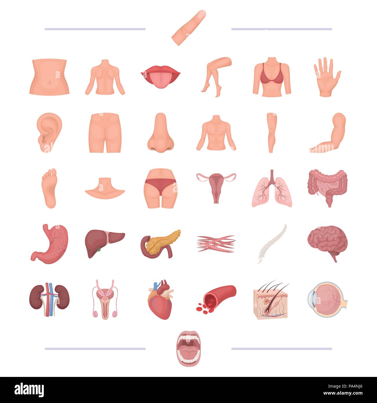 Cuerpo, fisiología, medicina y otro icono en el estilo de dibujos   amígdalas, humana, felicidad, iconos en conjunto Imagen Vector  de stock - Alamy