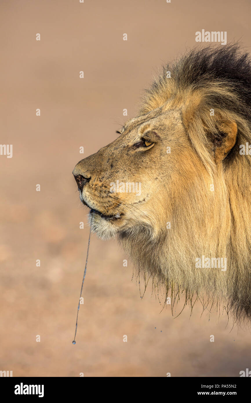 León (Panthera leo) macho goteo, el Parque Transfronterizo Kgalagadi, Sudáfrica Foto de stock