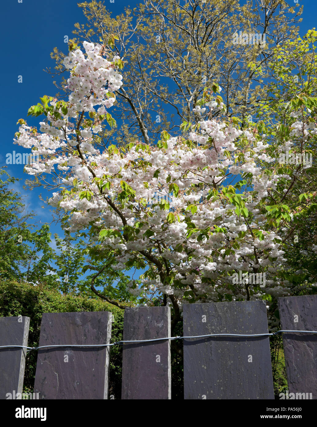 Flores dobles blancas de cerezos florecientes JAPONÉS prunus 'Shogetsu' Sonrojarse Bride & parte de un moderno heather azul pizarra valla en el norte de Gales, Reino Unido. Foto de stock