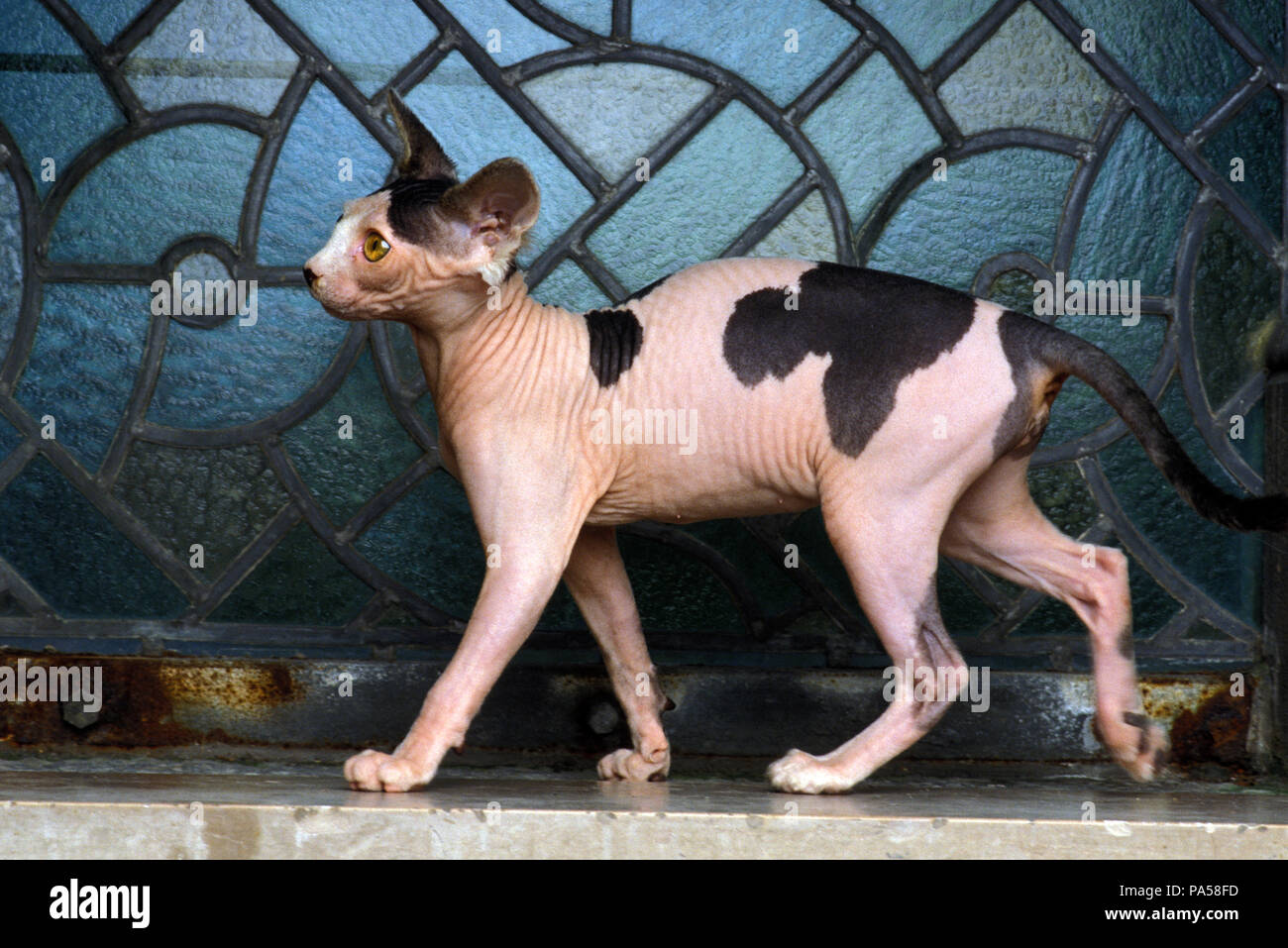 Sphynx Gato Sin Pelo De Canada Chat Nu Canadien Fotografia De Stock Alamy