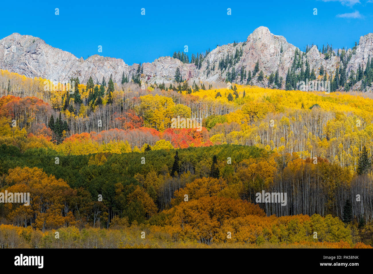 Árboles de Aspen y colores del otoño junto Kebler Pass, en las montañas cerca de West Elk Crested Butte, Colorado. Foto de stock
