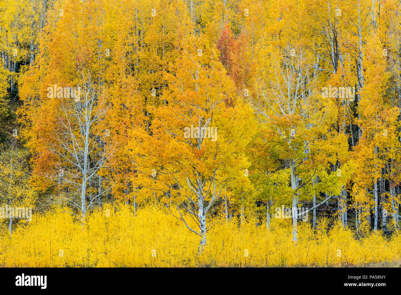 Árboles de Aspen y colores del otoño junto Kebler Pass, en las montañas cerca de West Elk Crested Butte, Colorado. Foto de stock