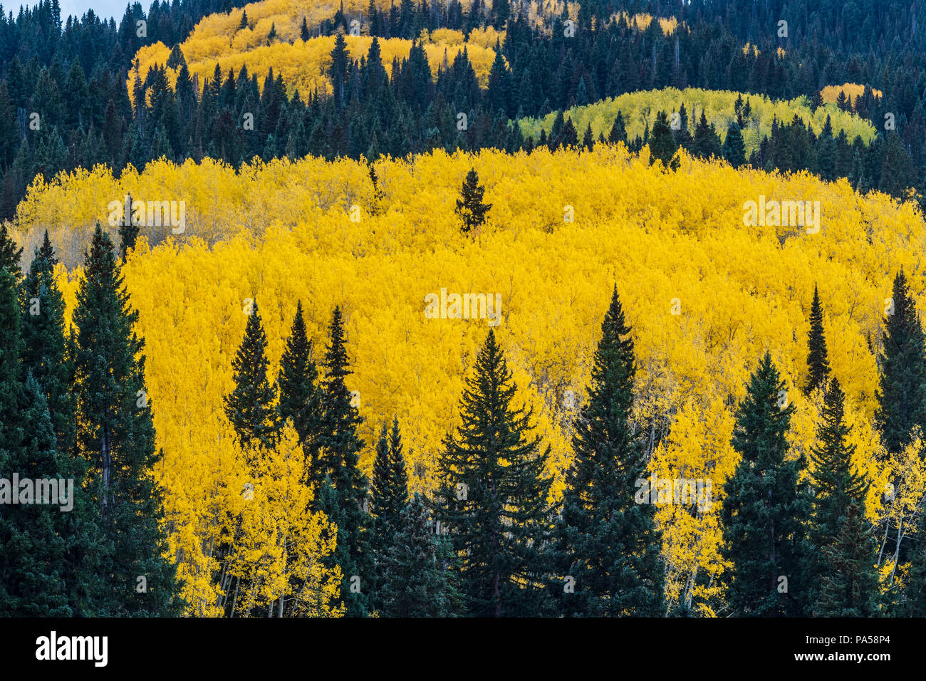 Árboles de Aspen y colores del otoño junto Kebler Pass, en las montañas cerca de West Elk Crested Butte, Colorado. Foto de stock