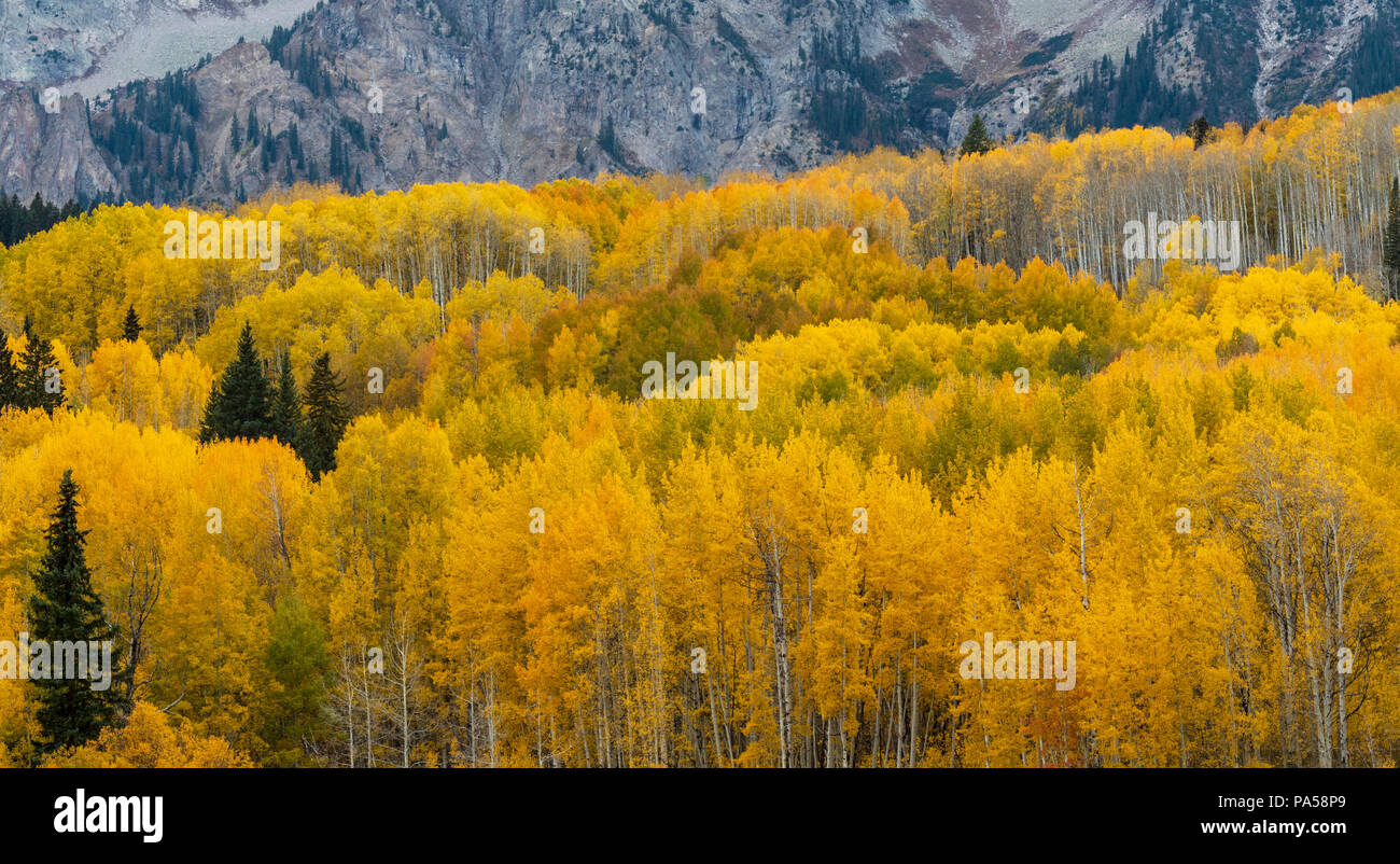 Árboles de Aspen y colores del otoño junto Kebler Pass, en las montañas cerca de West Elk Crested Butte, Colorado. Foto de stock