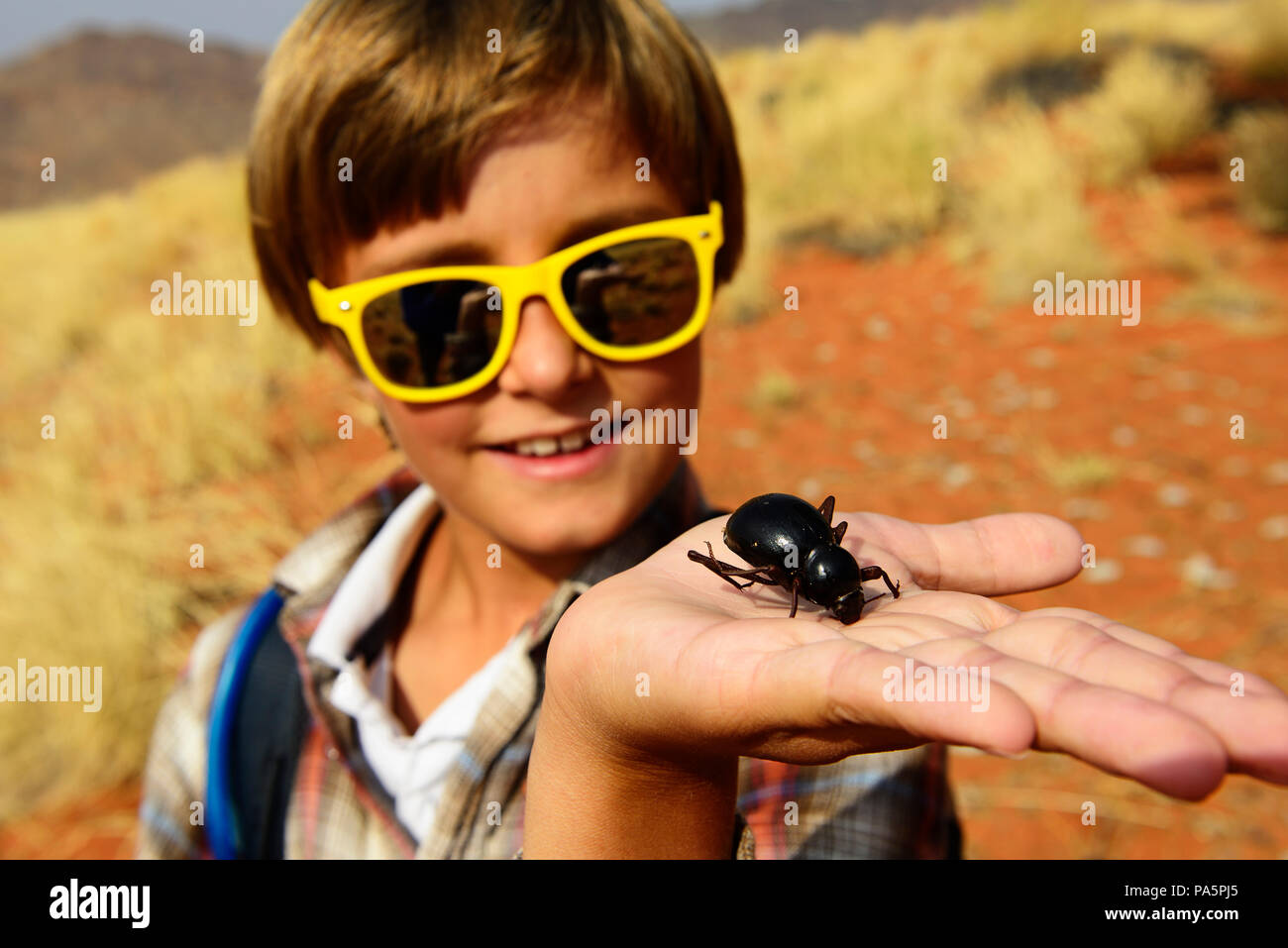 Muchacho sostiene un escarabajo negro en la mano, el desierto de Namib escarabajo (Onymacris unguicularis), Reserva Natural de Namib Rand Foto de stock