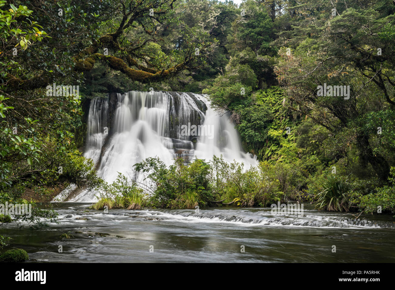 Aniwaniwa Falls, Rainforest Cascada, Te Urewera National Park, North Island, Nueva Zelanda Foto de stock
