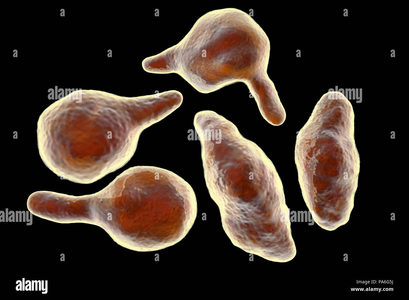 Mycoplasma genitalium клинические рекомендации. Микоплазма гениталиум. Мукоплазма гениталиум мужчин фото.