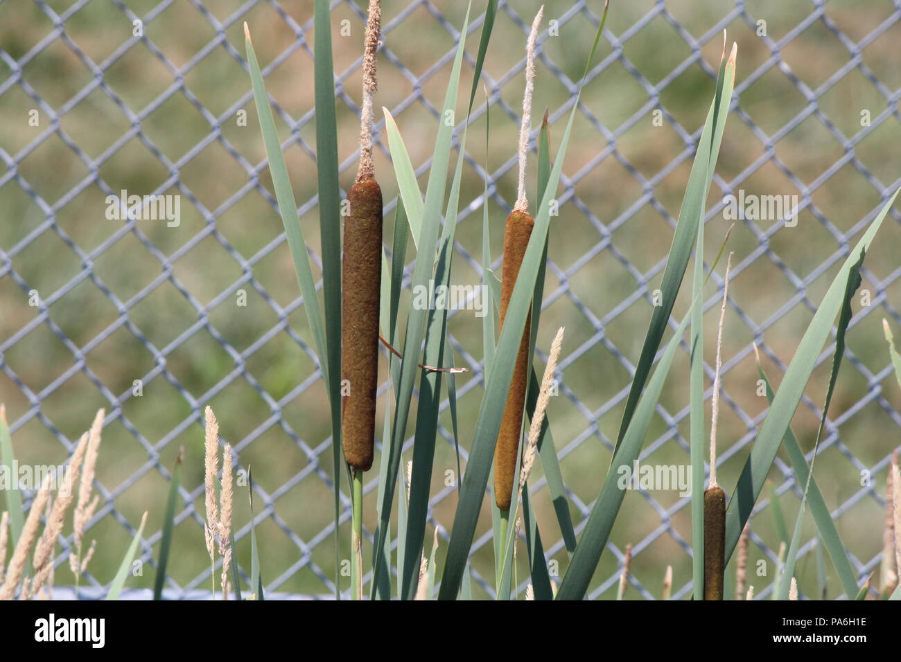 Totoras que crecen en una zanja en la carretera junto a un cercado  propiedad Fotografía de stock - Alamy