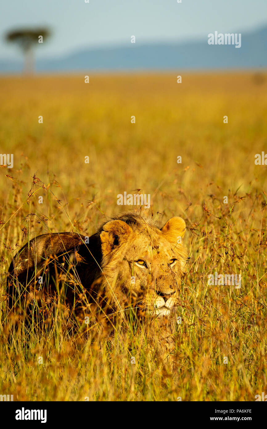 Macho joven león caminando en la luz del sol en el césped en el Masai Mara Foto de stock