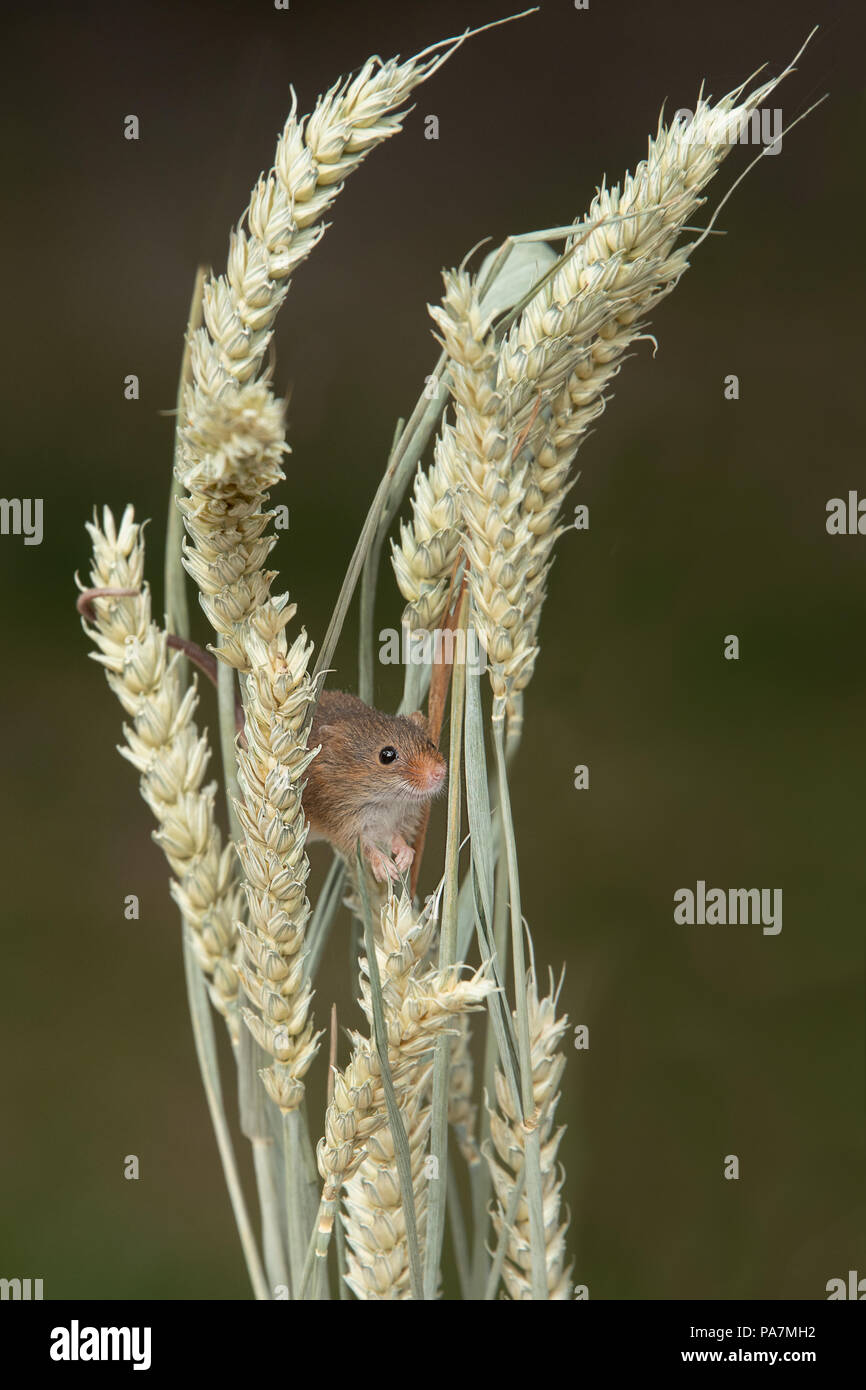 Una cosecha muy pequeño ratón compañeros desde detrás de espigas de trigo en formato vertical Foto de stock