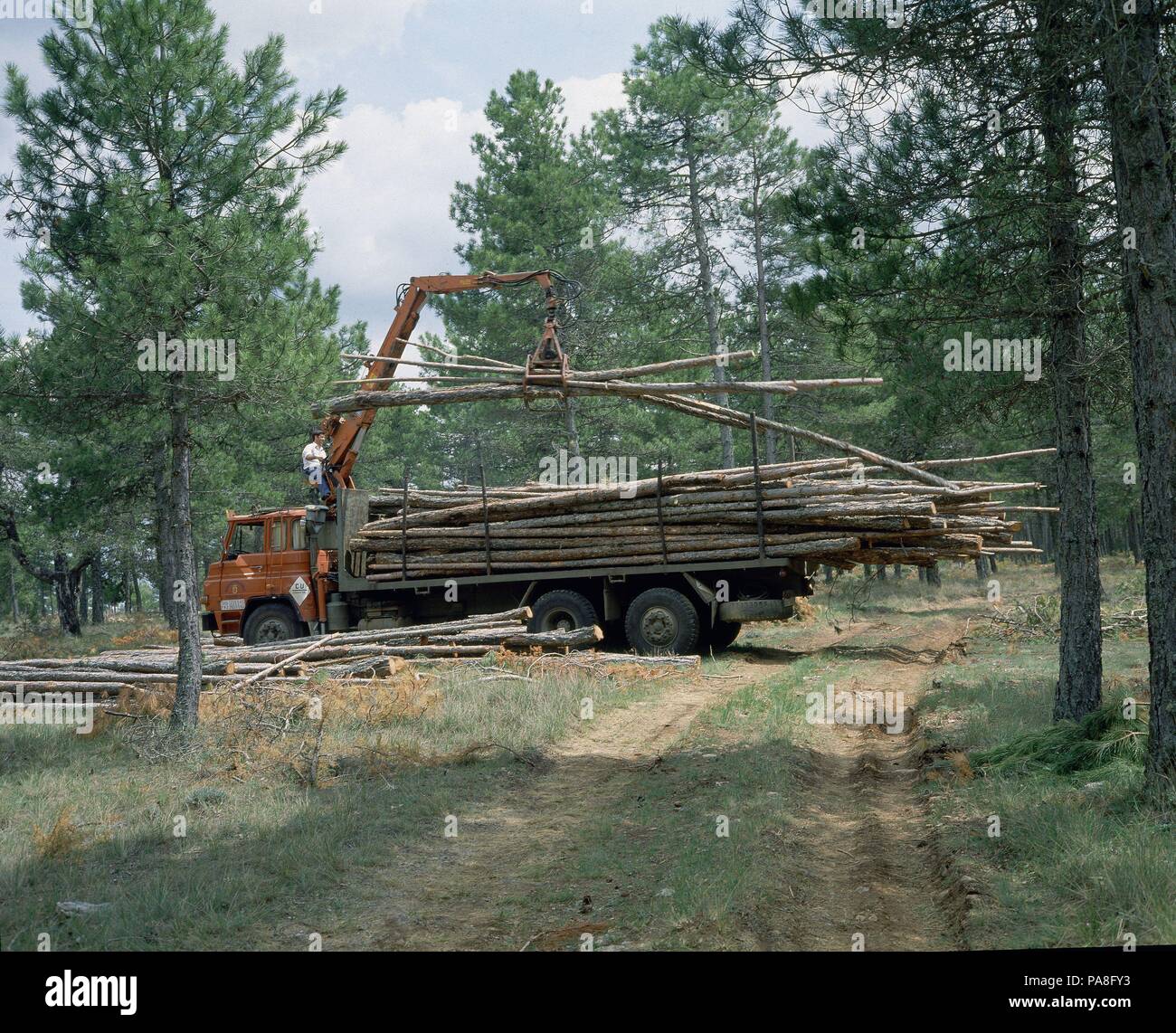 TRABAJOS FORESTALES - CARGA DE TRONCOS EN UN CAMION. Ubicación: exterior,  Provincia, Cuenca, España Fotografía de stock - Alamy