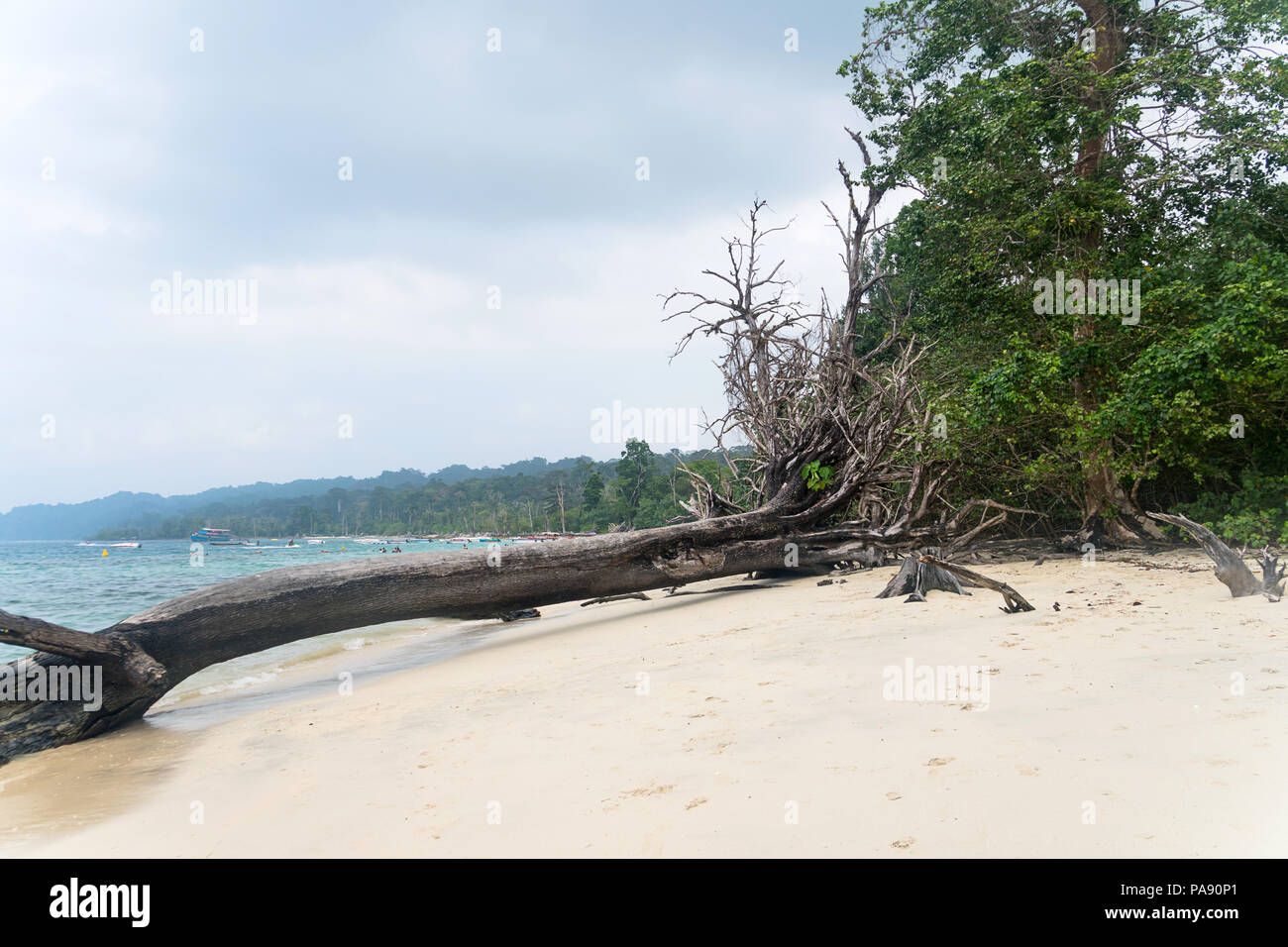Árboles arrancados en Playa Wandoor como resultado del tsunami del Océano Índico de 2004, Port Blair, en las islas Andaman y Nicobar, India, Asia. Foto de stock
