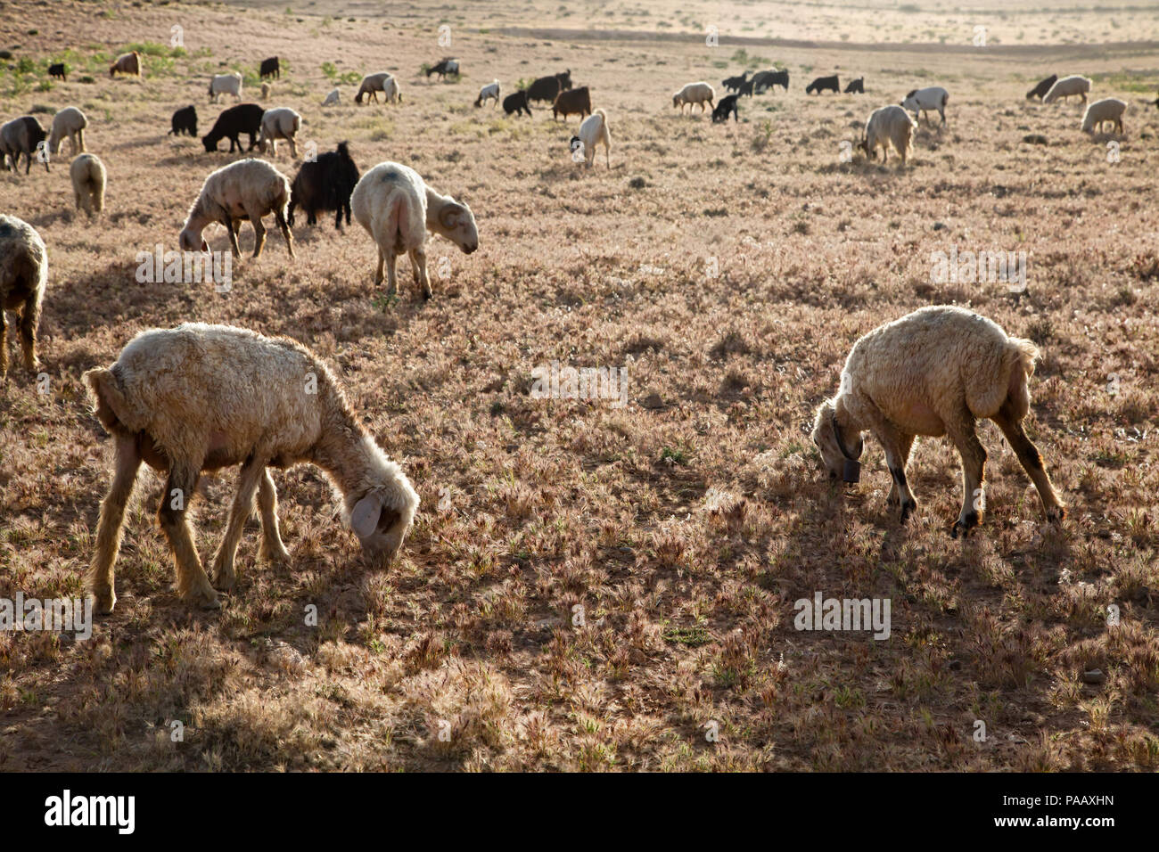 Ovejas cerca del campamento de nómadas qashqai , Irán Foto de stock