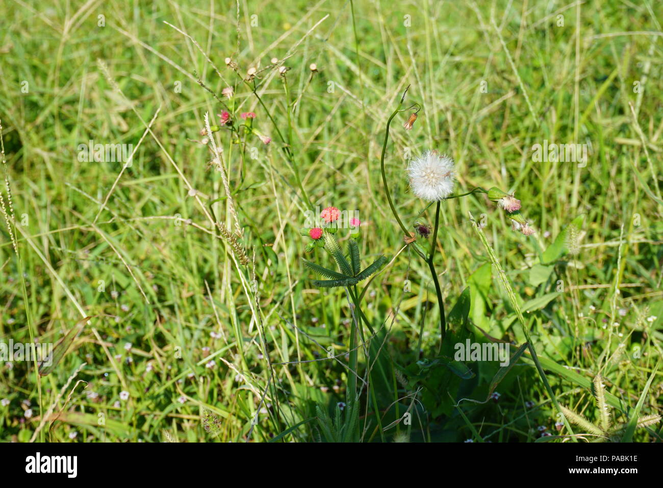 Florida tasselflower rojo similar a las dos etapas tasselflower lila pétalo y puffy semillas ( Emilia fosbergii) Foto de stock