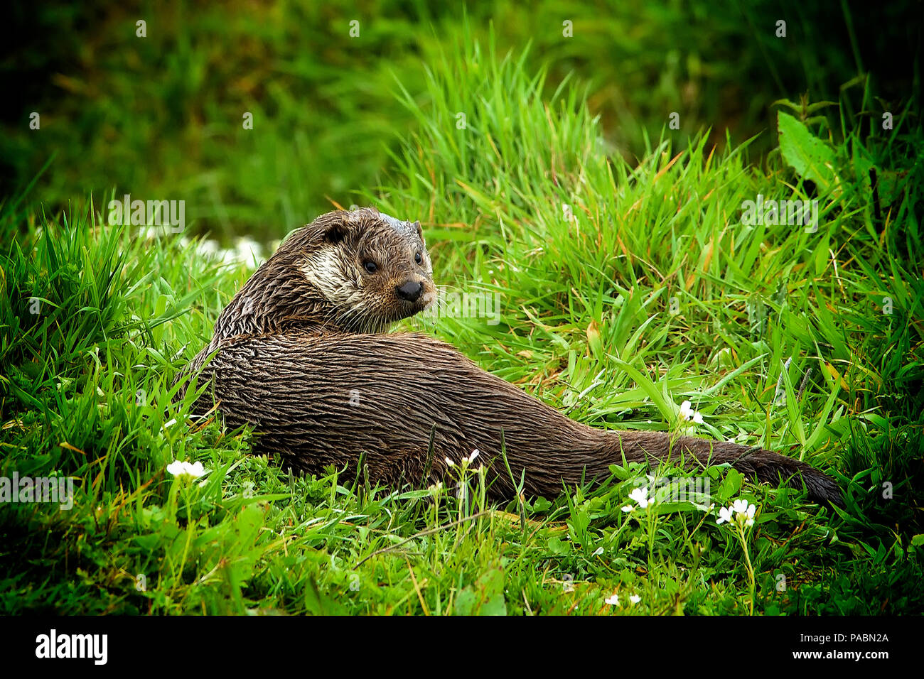 Unión nutria (Lutra lutra) con wet fur descansando en la orilla de un río y mirando hacia la cámara (con viñetas) Foto de stock