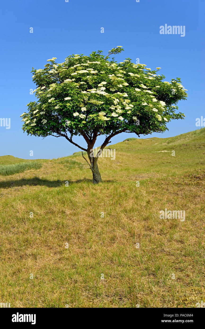 Saúco (Sambucus nigra), árbol con flores solitarias contra un cielo azul, Norderney, Islas de Frisia Oriental, el Mar del Norte, Baja Sajonia Foto de stock