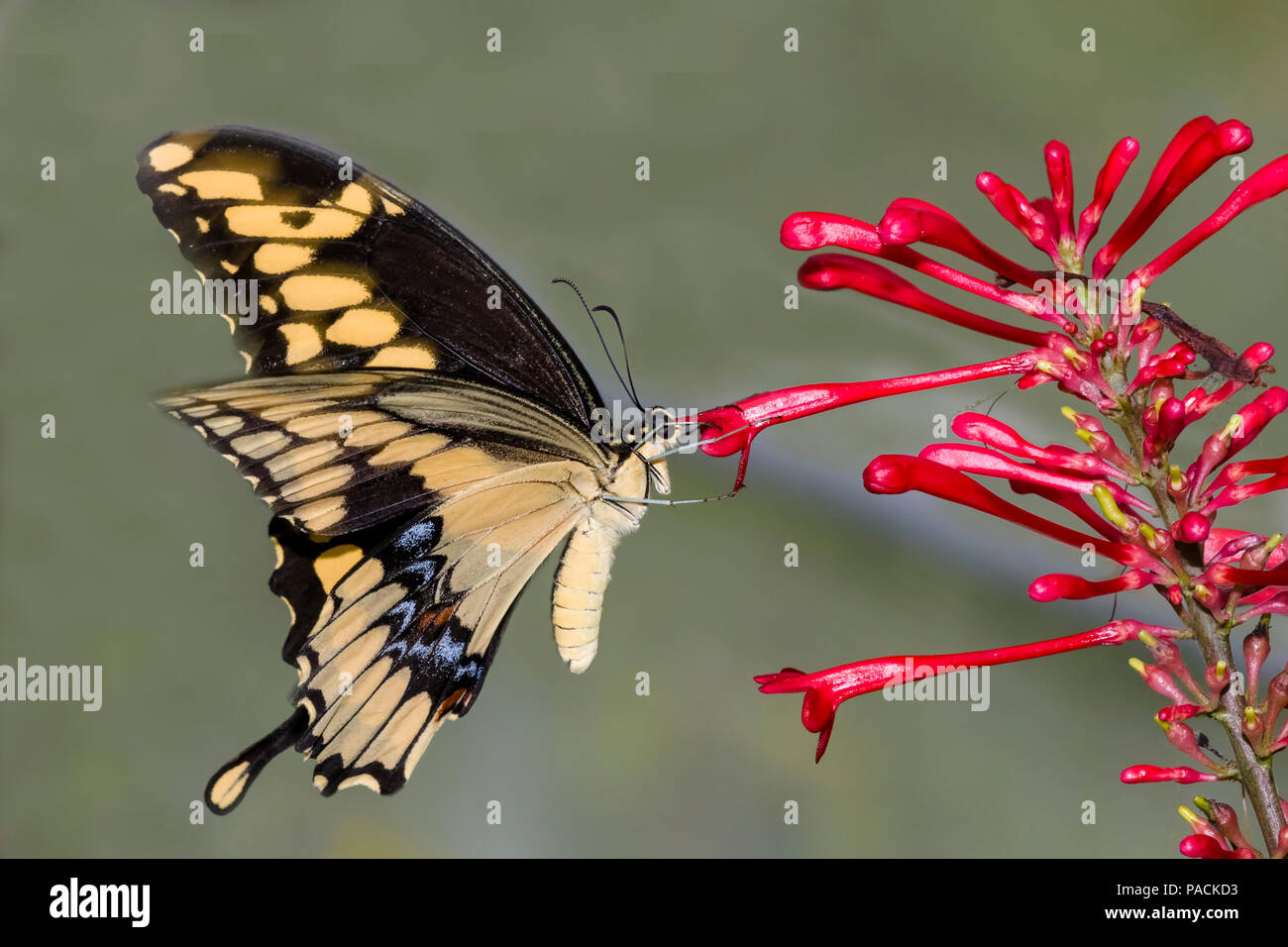 Acercamiento de Papilio crespbontes Swallowtai gigante ( ) mariposa sobre flor roja Foto de stock