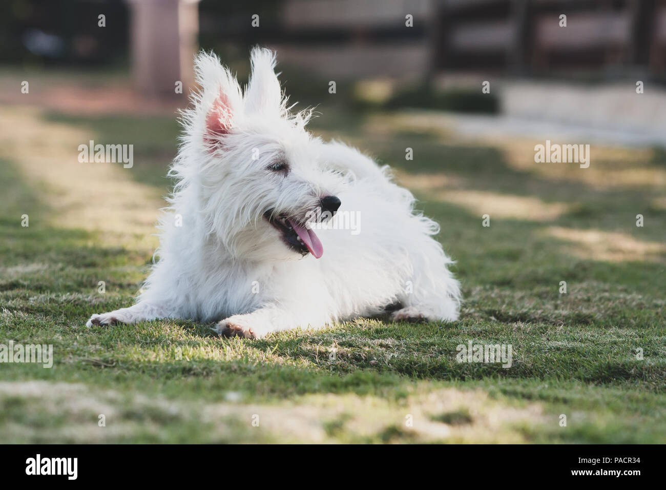 Un pequeño perro de pelo largo blanco con cambió las orejas y la lengua  fuera mirando hacia el lado, recostada sobre el césped Fotografía de stock  - Alamy