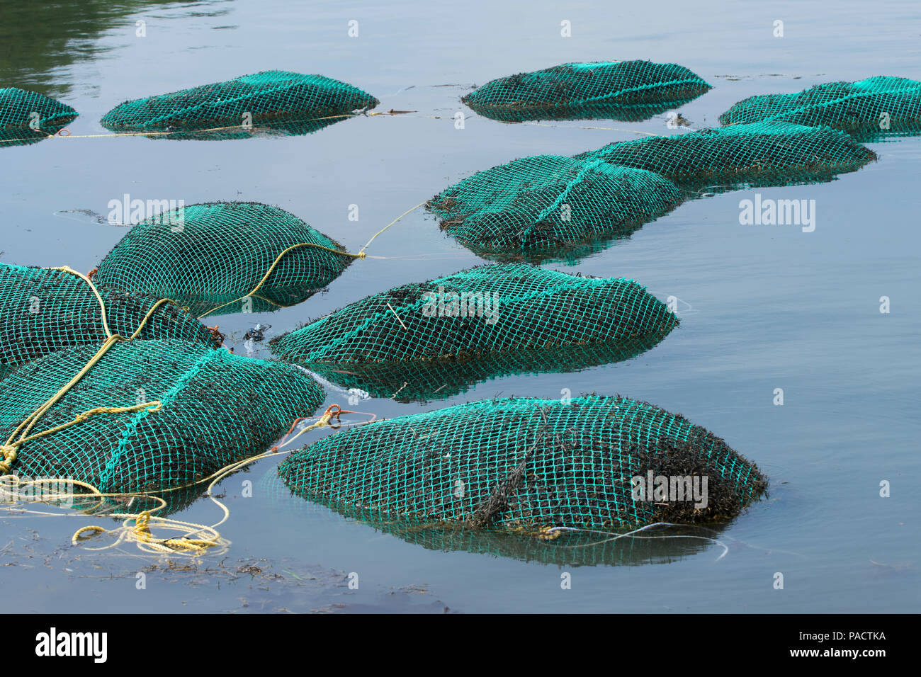 Contenedores (compensada bolsas) de algas, cosechado en Trevett, Maine. Ee.Uu. Foto de stock