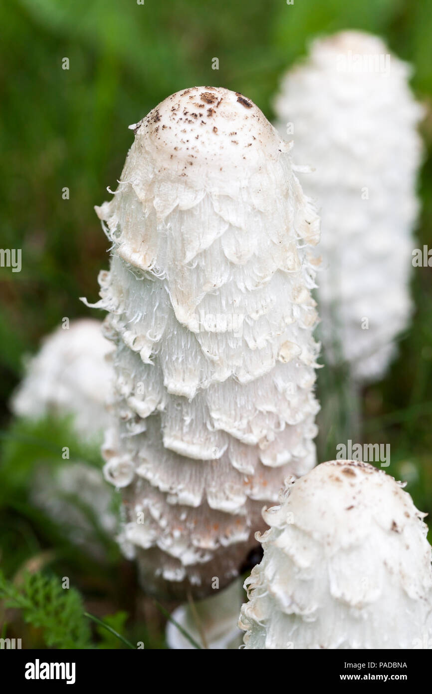 Largo de setas blancas, creciendo en otoño, las setas no son comestibles y venenosas, closeup Foto de stock