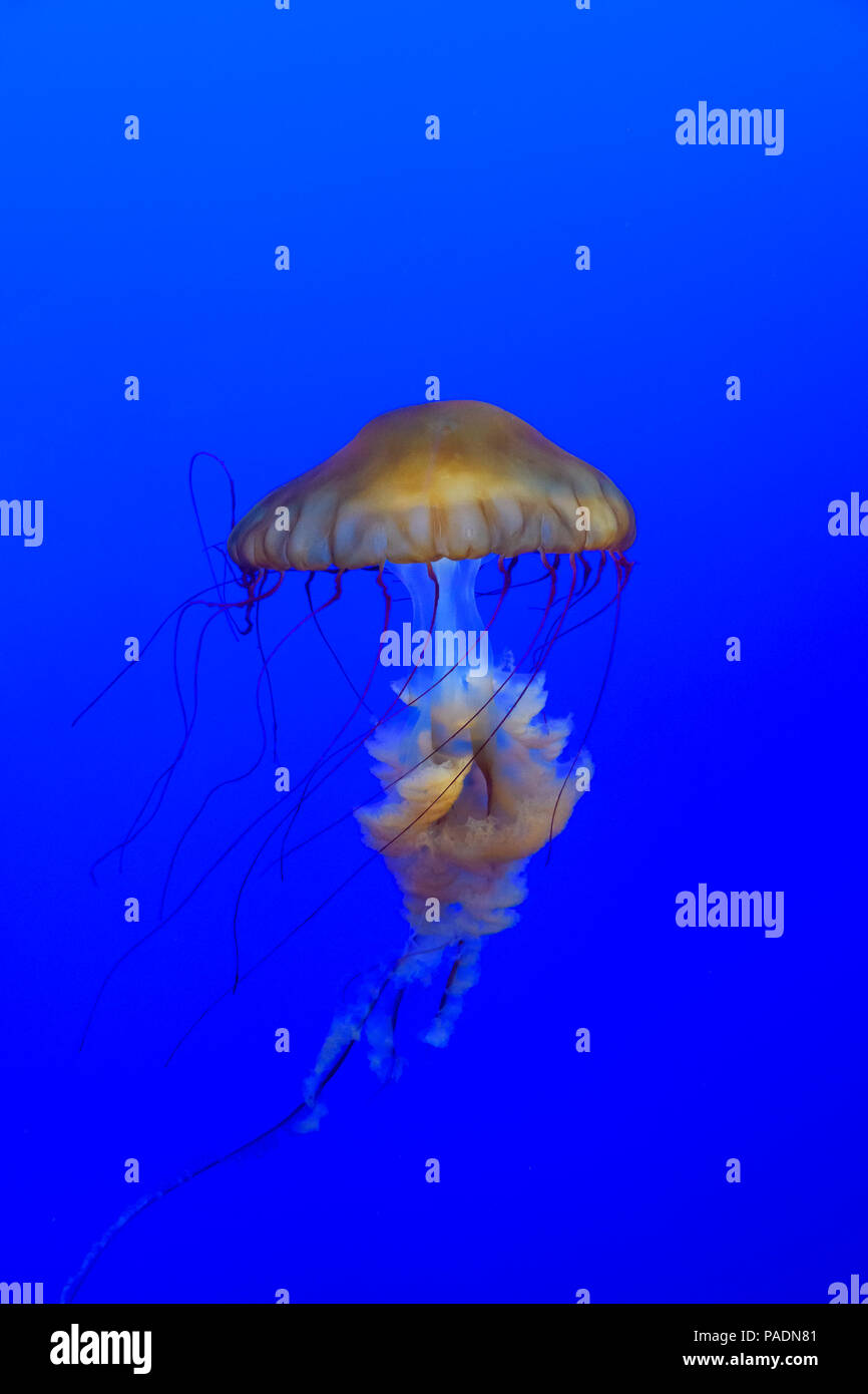 Ortiga de mar, Chrysaora fuscescens, flotando en las aguas azules del Océano Pacífico. Foto de stock