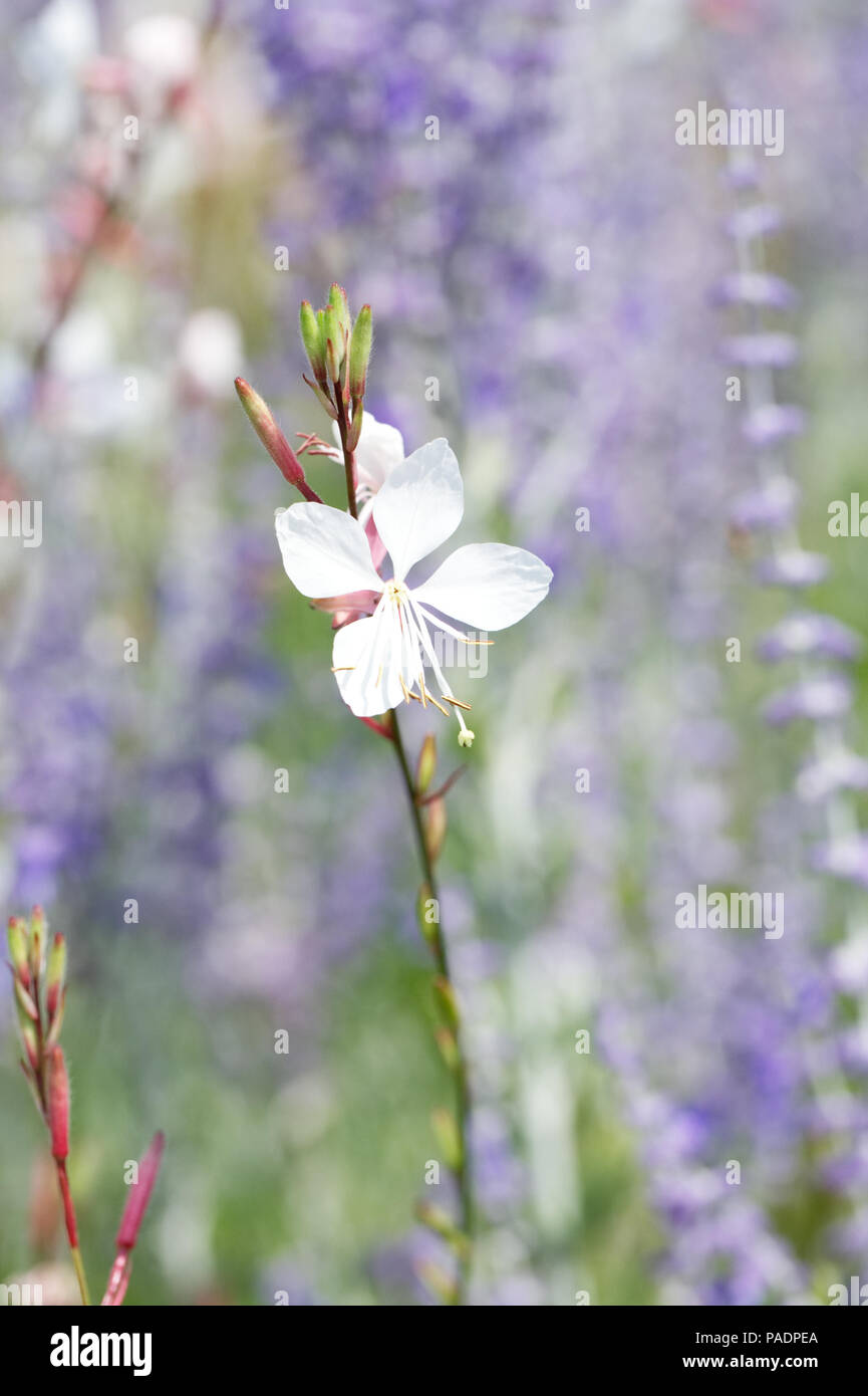 Gaura lindheimeri "Torbellino de Mariposas' Flor. Foto de stock