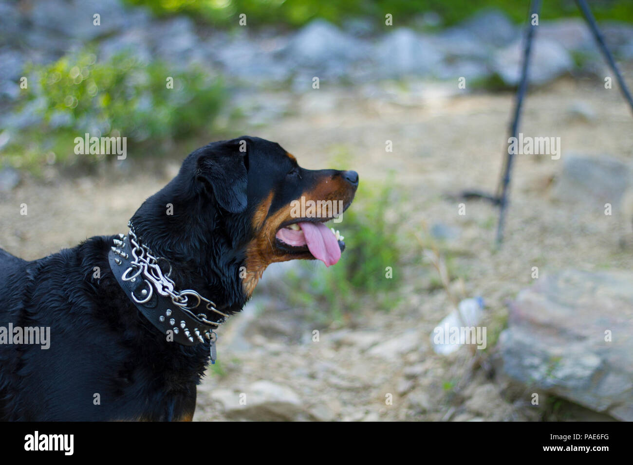 Rottweiler nadar en el lago, natación perro fotos de acción Foto de stock