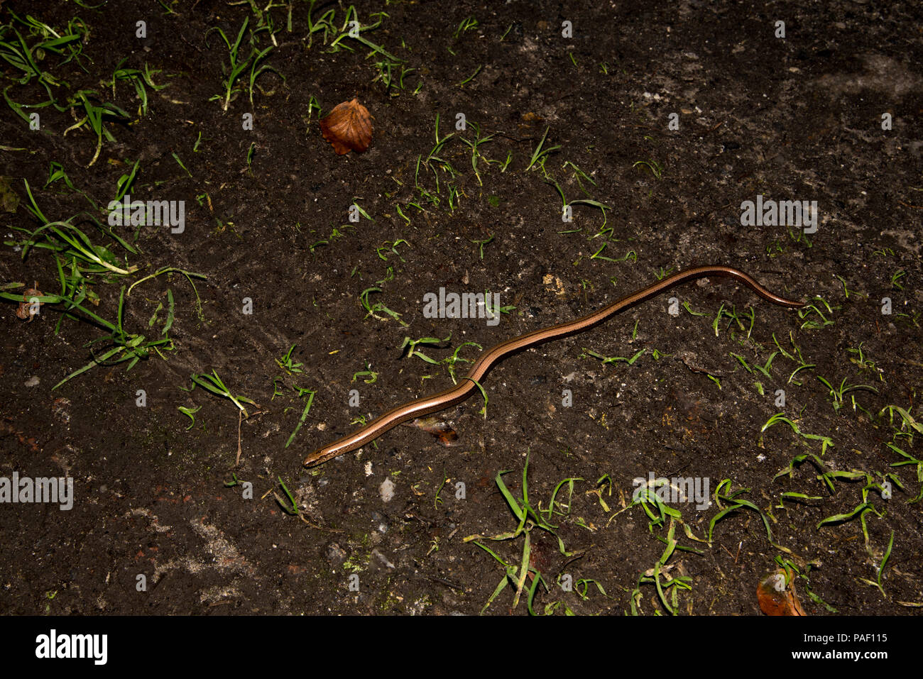 Slowworm al borde de un bosque de hayas, justo detrás de los acantilados de tiza en la península de Jasmund en Ruegen isla en el Parque Nacional Jasmund Foto de stock