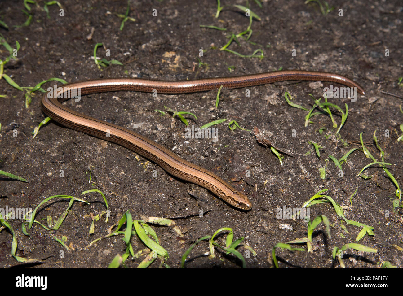 Slowworm al borde de un bosque de hayas, justo detrás de los acantilados de tiza en la península de Jasmund en Ruegen isla en el Parque Nacional Jasmund Foto de stock