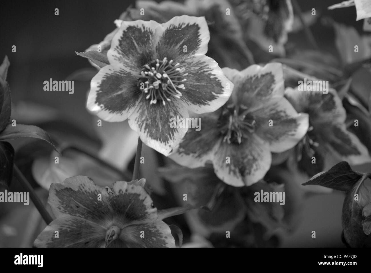 O black hellebore Helleborus Níger floración bráctea en monocromo Foto de stock