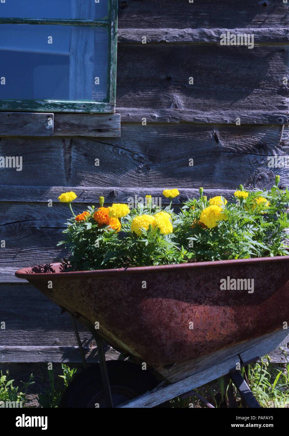 Flores de verano, Púrpura Irlandesa, Hosta, tulipanes, Jardín Botánico, Lago de China, China, Maine, EE.UU. Foto de stock