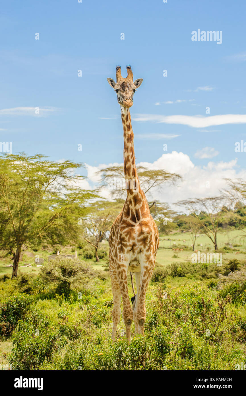 Foto de altura completa de un Masai o Kilimanjaro permanente jirafa en arbustos en un hermoso día soleado en el Parque Nacional Hell's Gate en un safari en Kenia Foto de stock