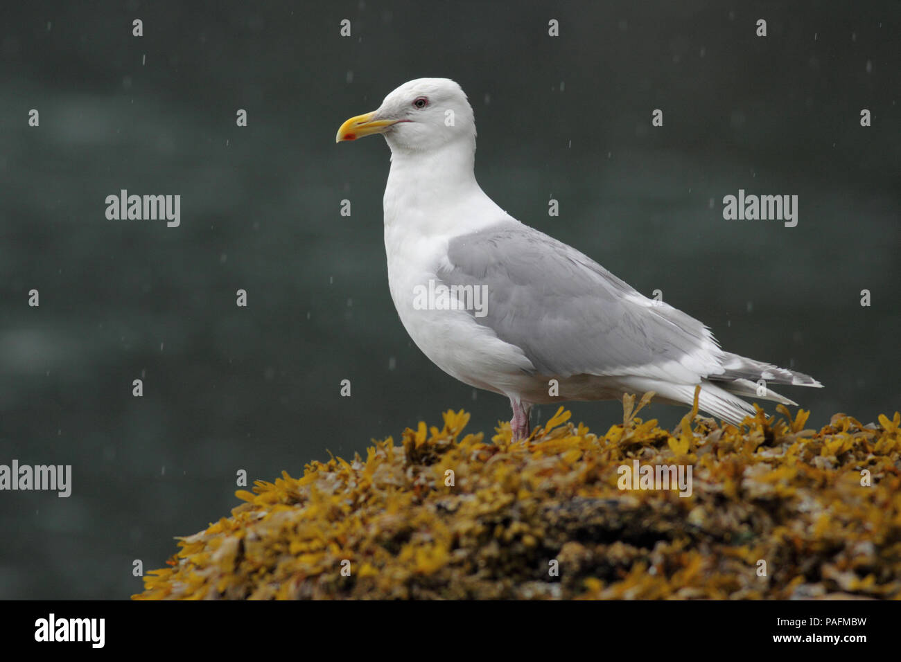 Alas de Gaviota glaucas Agosto 7th, 2010 Fox Island, Alaska Foto de stock