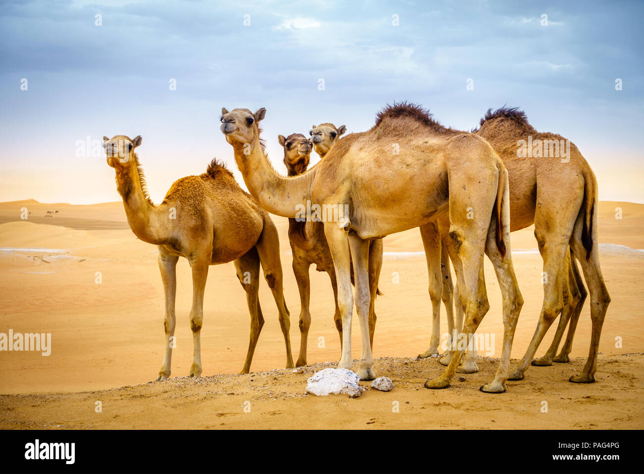 Una manada de camellos silvestres en el desierto cerca de Al Ain, Emiratos Árabes Unidos Foto de stock