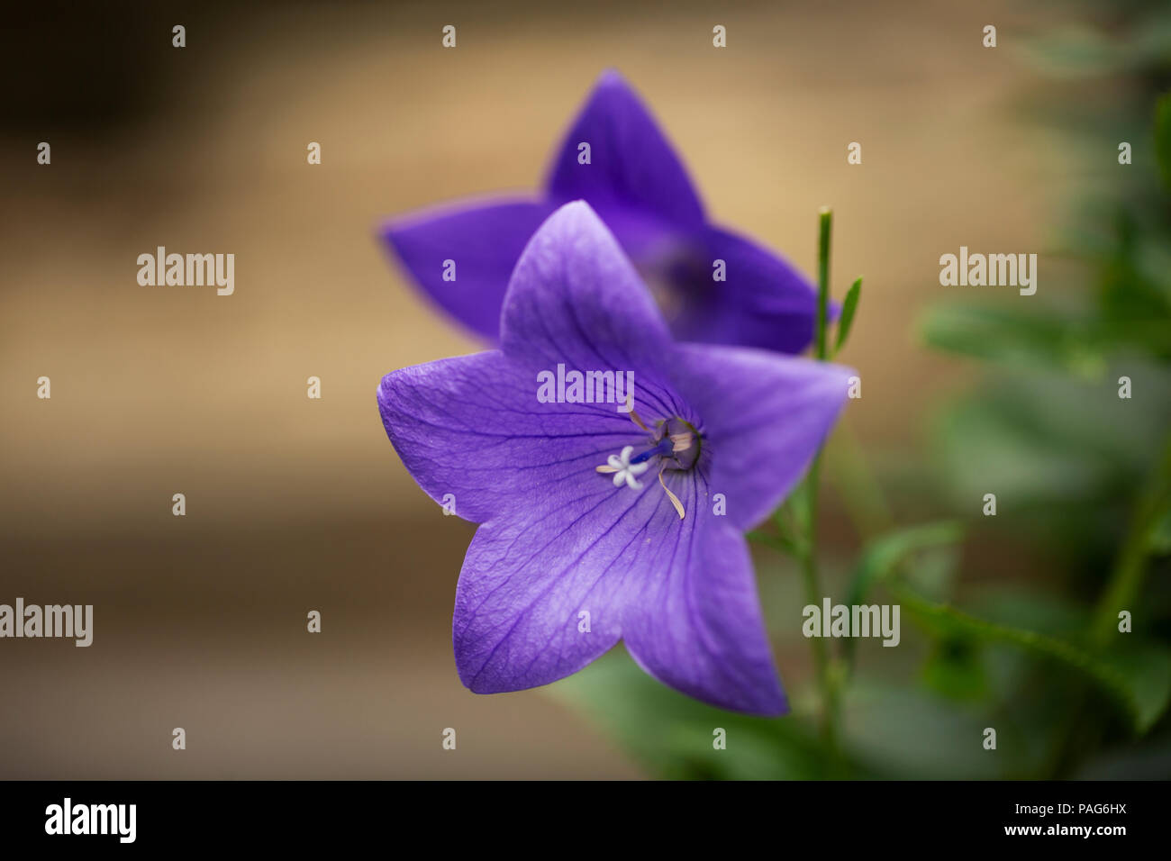 Balloon flower (Platycodon grandiflorus) en variedad Azul sentimental. Foto de stock