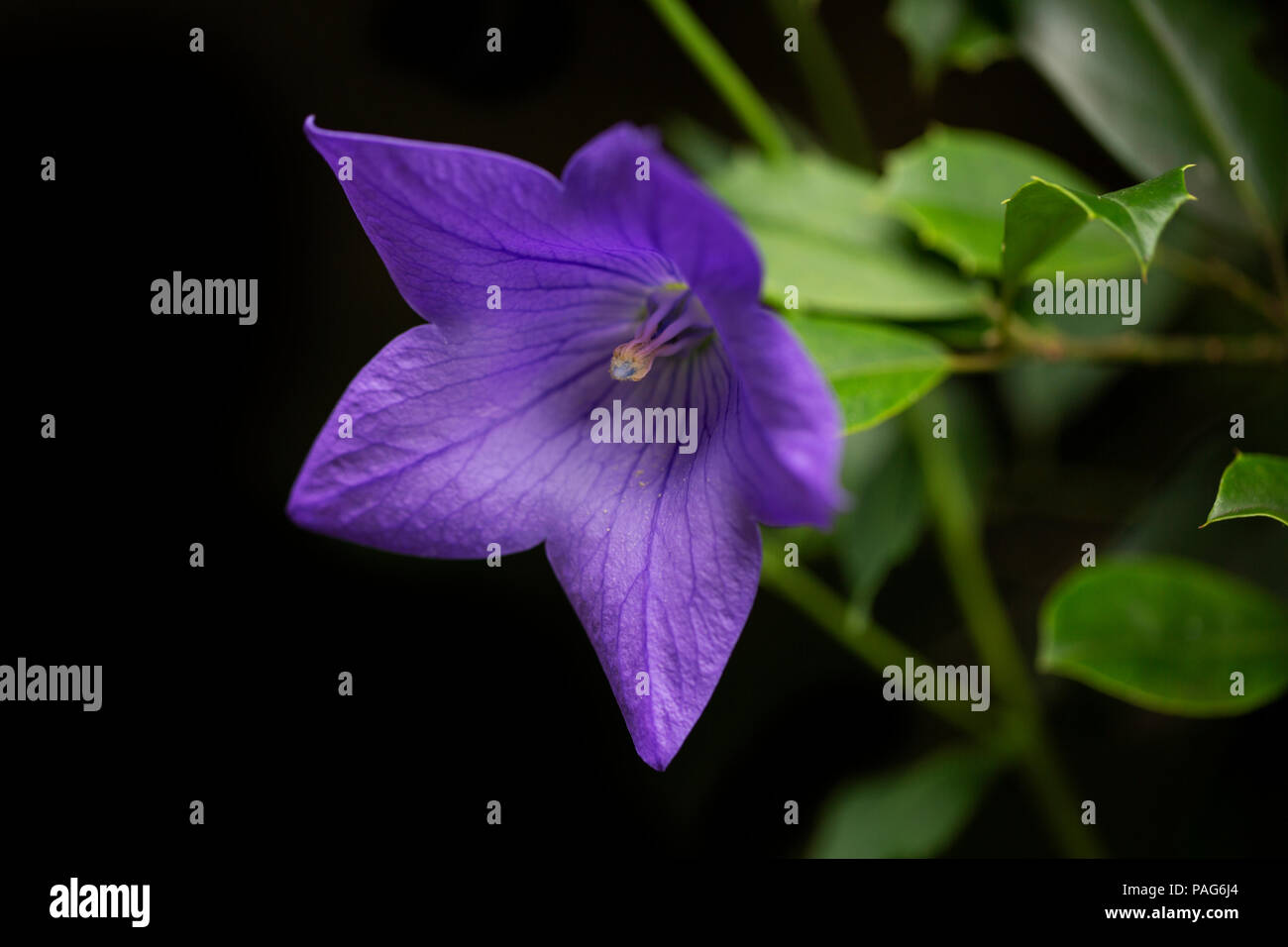 Balloon flower (Platycodon grandiflorus) en variedad Azul sentimental. Foto de stock