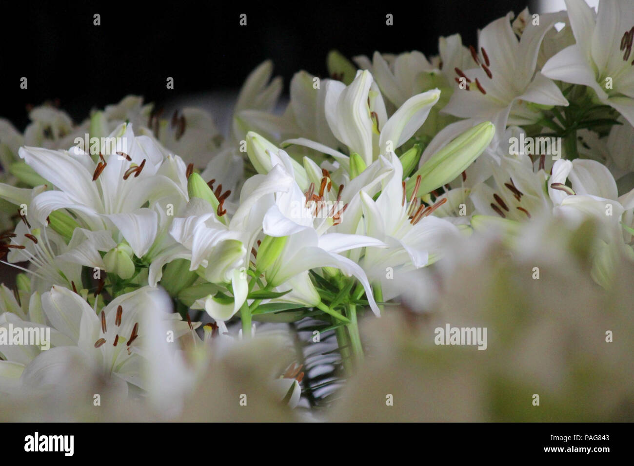 Lilas blancas fotografías e imágenes de alta resolución - Alamy