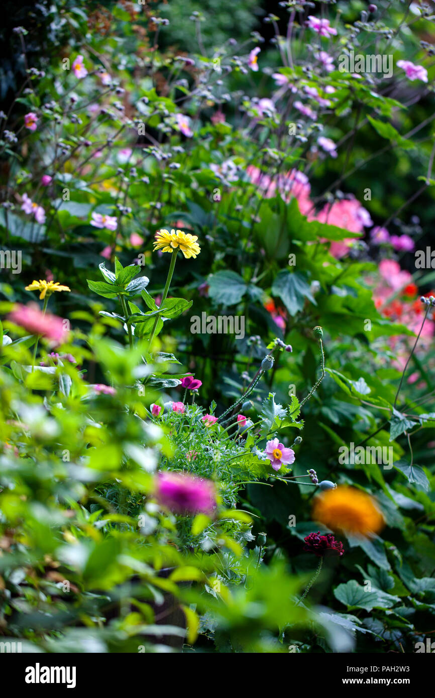 Jardín en verano en plena floración Foto de stock