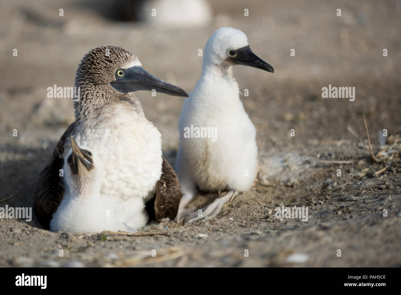 Piqueros de patas azules con esponjosos pollitos, Isla Lobos de Tierra, Perú Foto de stock