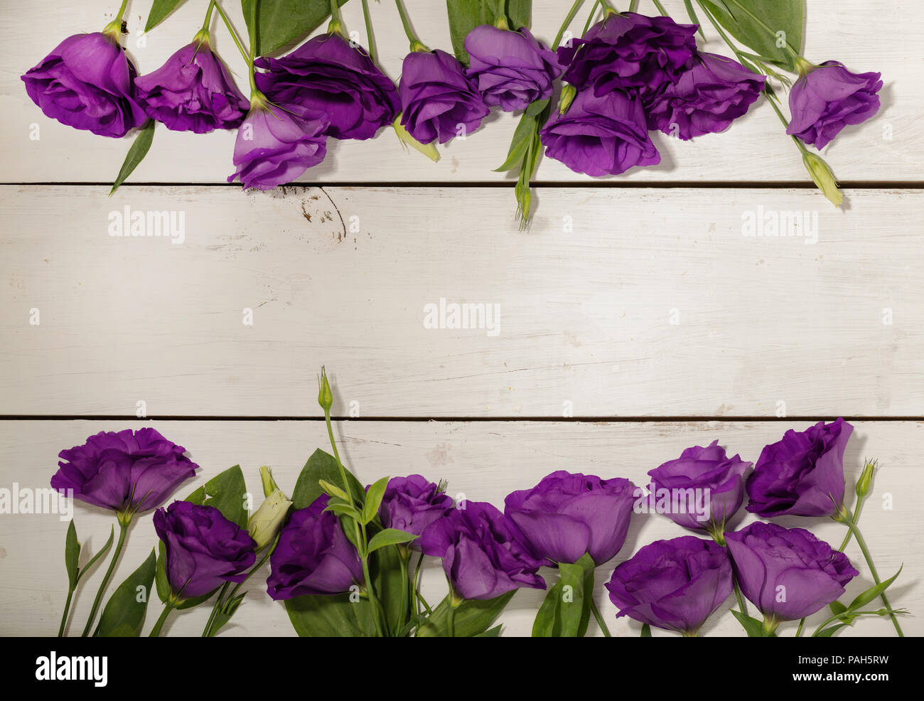 Flores violetas - eustoma, sobre un fondo de madera blanca. Copie el  espacio Fotografía de stock - Alamy