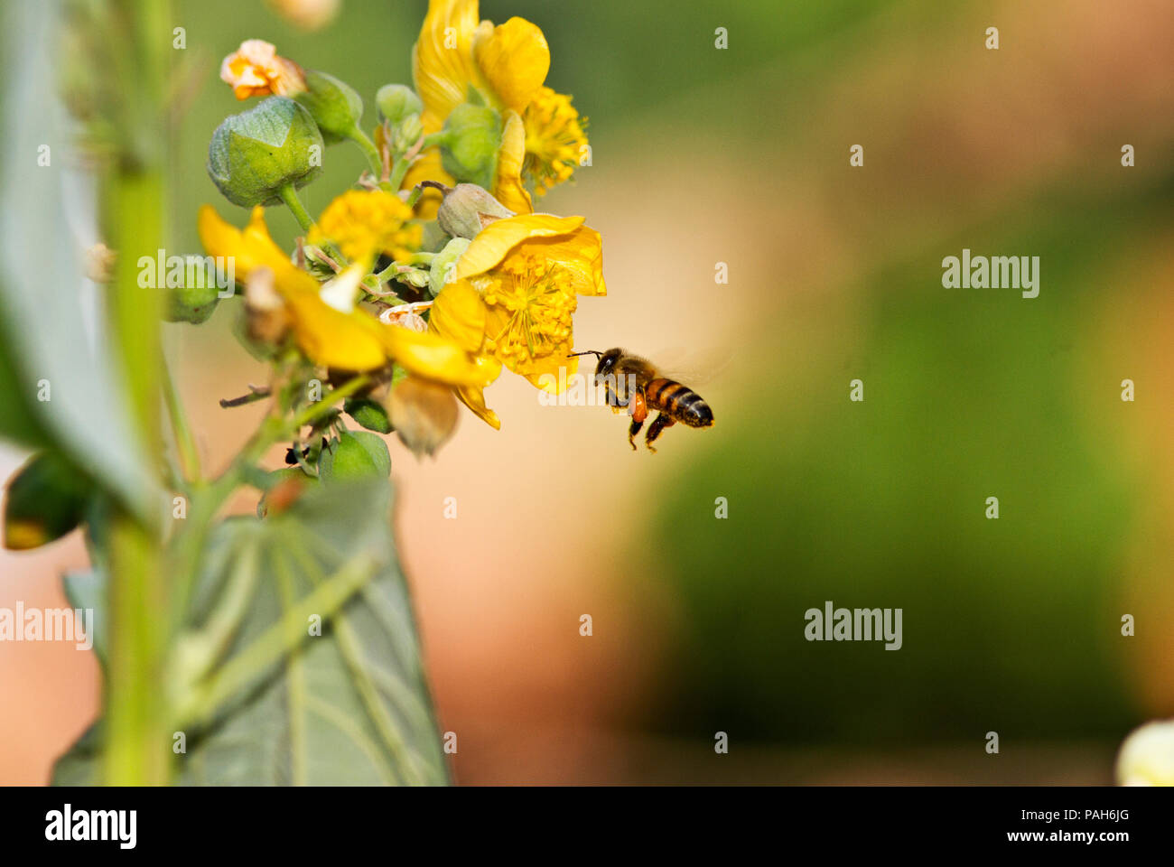 Una abeja recoge el polen de las flores de una planta oreja de elefante en el Parque nacional Ruaha. Foto de stock