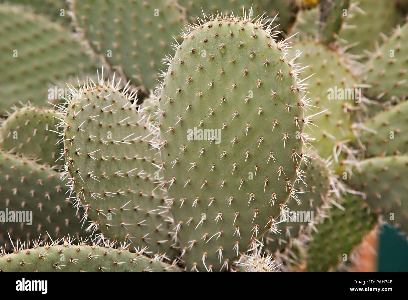 Detalle de la planta de cactus Foto de stock